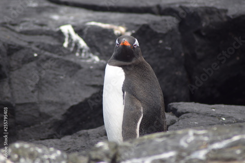 penguin southern island Kerguelen