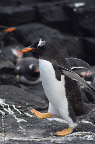 penguin southern island Kerguelen