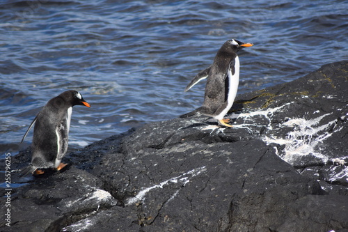 penguin southern island Kerguelen