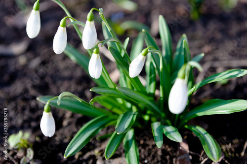 Snowdrop Galanthus nivalis. beautifull flowers at early morning in spring garden