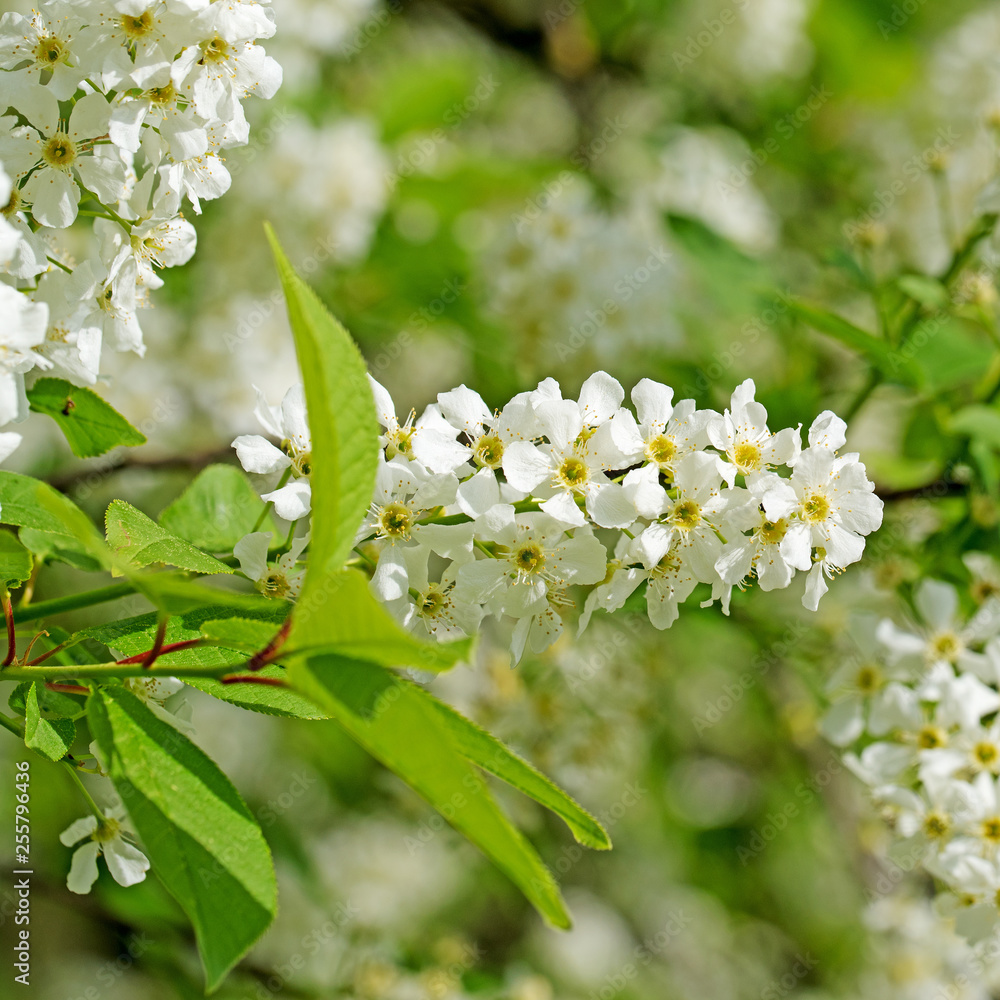 Blühende Traubenkirsche, Prunus padus