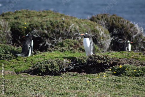 penguin southern island Kerguelen