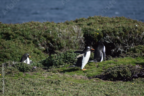 penguin southern island Kerguelen
