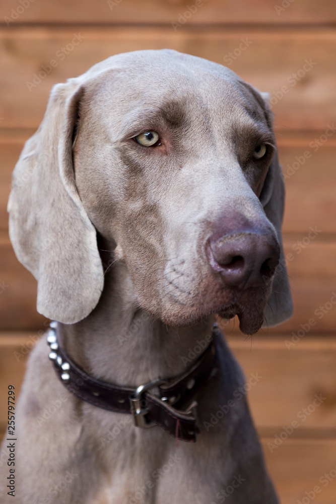 Side lit closeup of beautiful young Weimaraner with silver-grey coat and blue-grey eyes against wood background Side lit closeup of beautiful young Weimaraner with silver-grey coat and blue-grey eyes against wood background