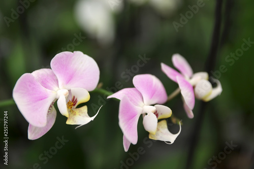 Beautiful blooming tropical orchid on blurred background  closeup