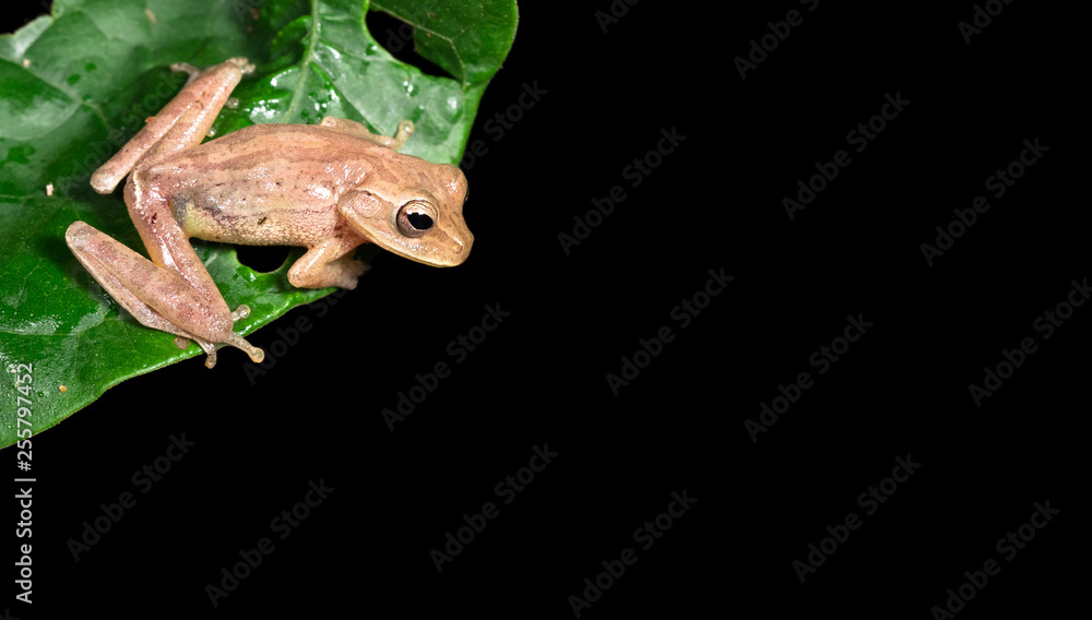 Tawny tree frog (Smilisca puma) near Puerto Viejo de Sarapiqui, Costa Rica.  Stock Photo | Adobe Stock