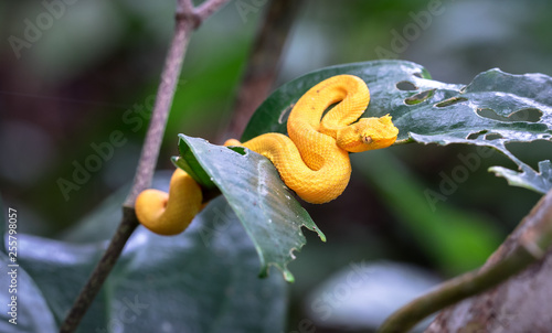 Eyelash viper (Bothriechis schlegelii), Cahuita National Park, Costa Rica. photo