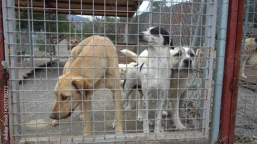 4K Fawning dogs in pen at the shelter, audio photo