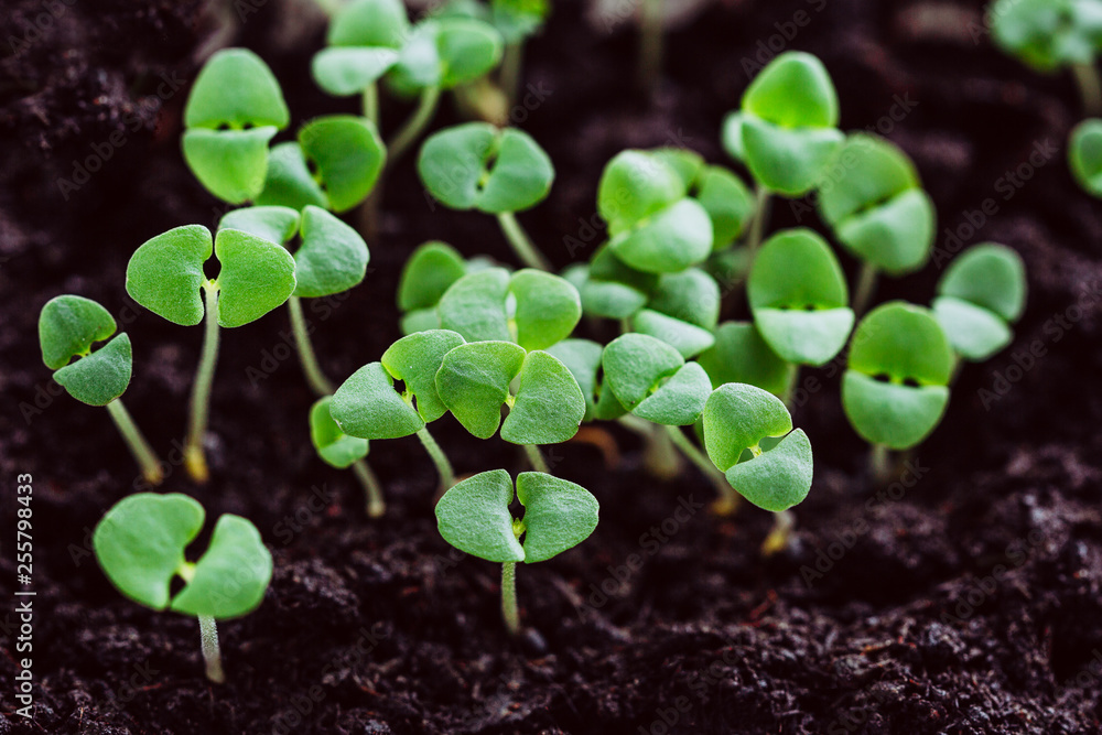Young shoots of basil, seedlings, sprouts in the ground Young shoots of basil, seedlings, sprouts in the ground