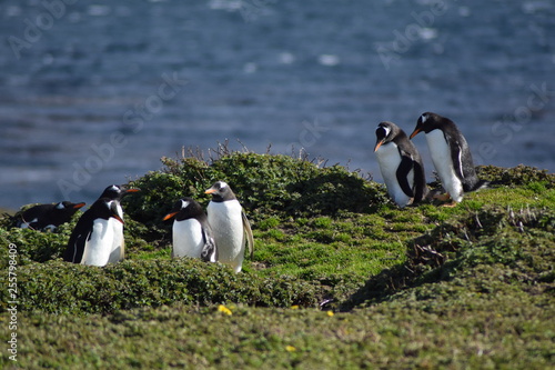 penguin southern island Kerguelen