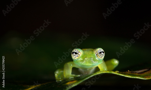 Foto Ghost glass frog, or Limon giant glass frog (Sachatamia ilex), near Puerto Viejo