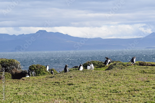 penguin southern island Kerguelen