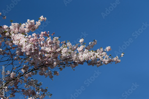 branches of a cherry tree