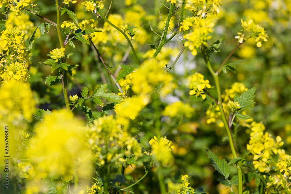 Obraz premium mustard in the vineyard