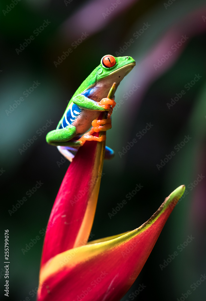 Red-eyed tree frog (Agalychnis callidryas) clinging on to a heliconia flower. Costa Rica.