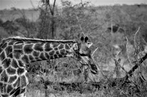 Canvas Print Giraffe B&W