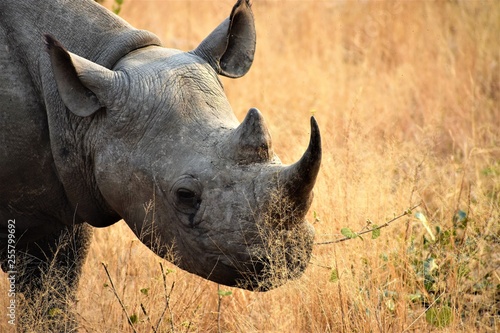 Black rhino