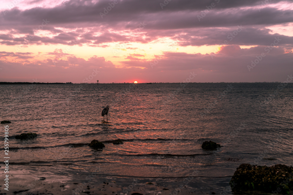 A look around Emerson Point Preserve and a beautiful sunset over Tampa Bay.