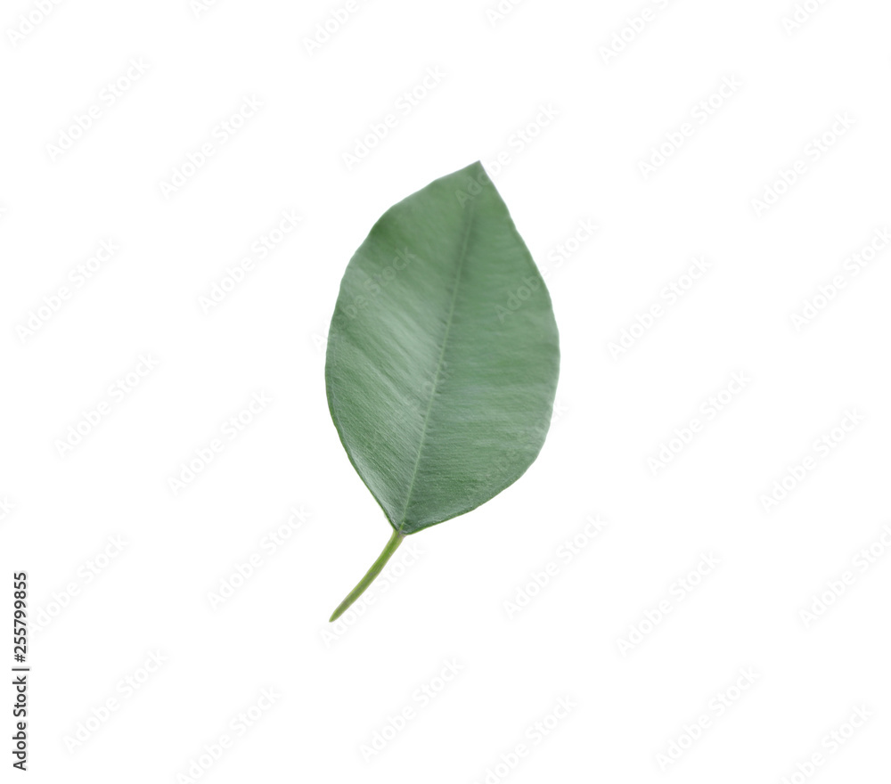 Fresh green orange leaf isolated on white Fresh green orange leaf isolated on white