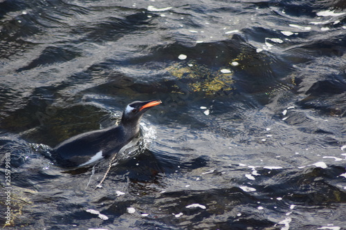 penguin southern island Kerguelen