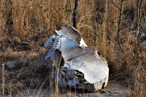 Elephant skull