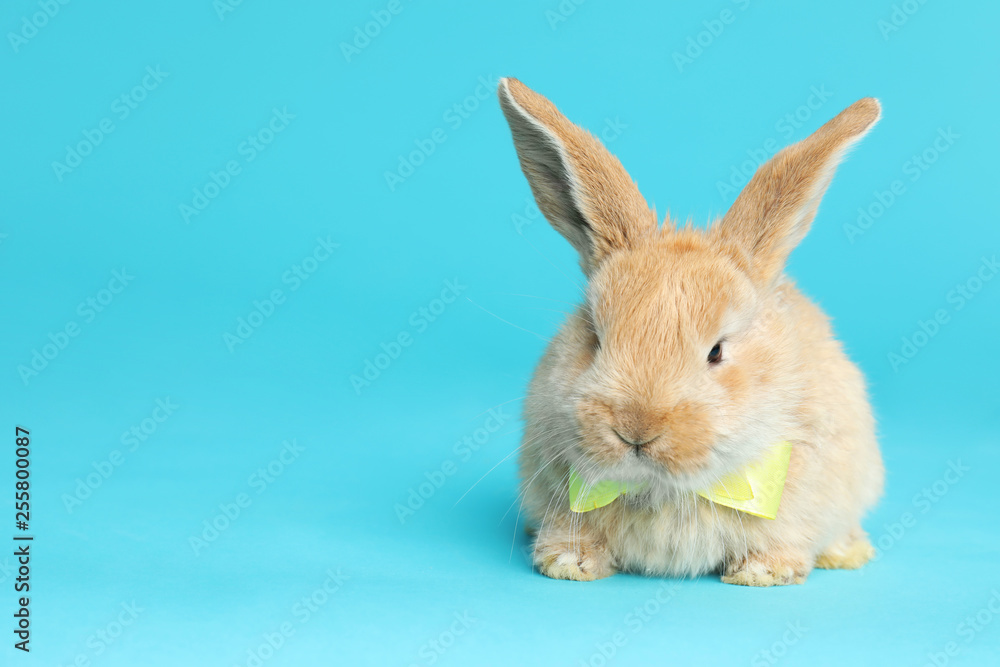 Fototapeta premium Adorable furry Easter bunny with cute bow tie on color background, space for text