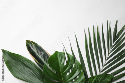 Obraz Mieszkanie świeckich skład z tropikalnych liści i miejsca na tekst na białym tle