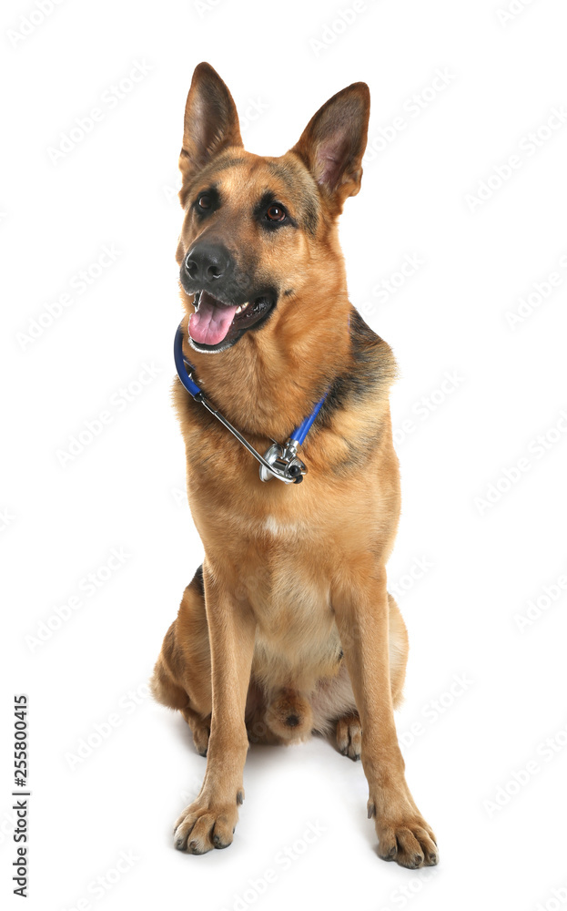 Cute dog with stethoscope as veterinarian on white background