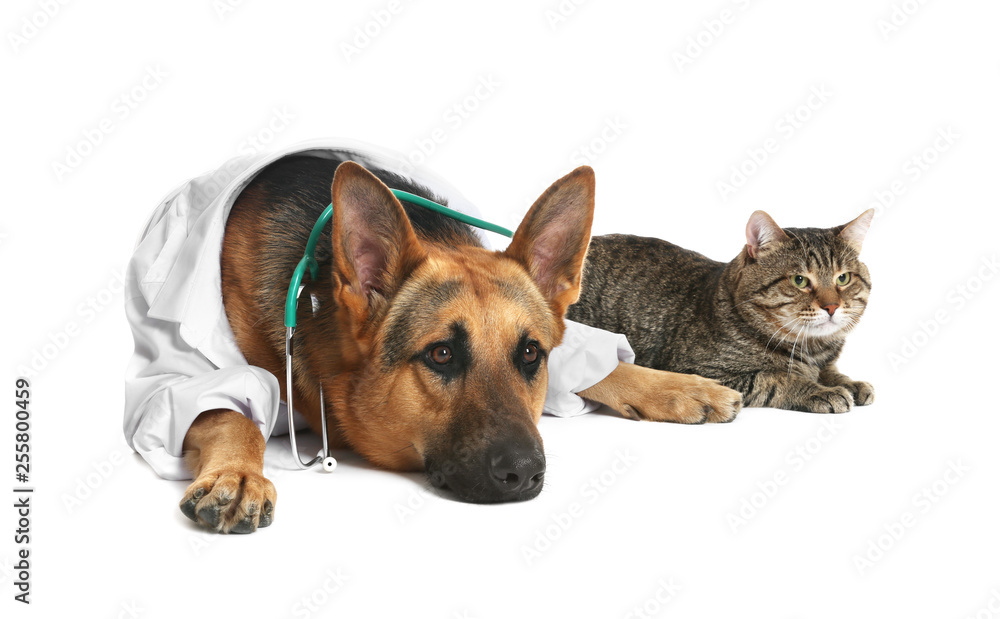 Cute dog in uniform with stethoscope as veterinarian and cat on white background