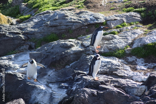 penguin southern island Kerguelen