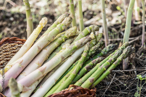 Harvest of white and green asparagus in wicker basket.