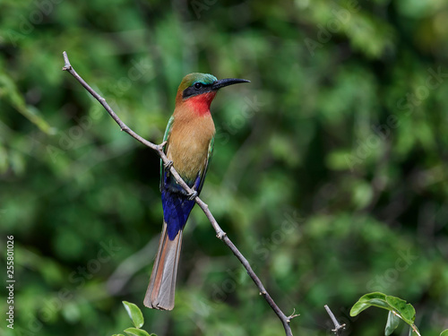 Red-throated bee-eater (Merops bulocki) photo