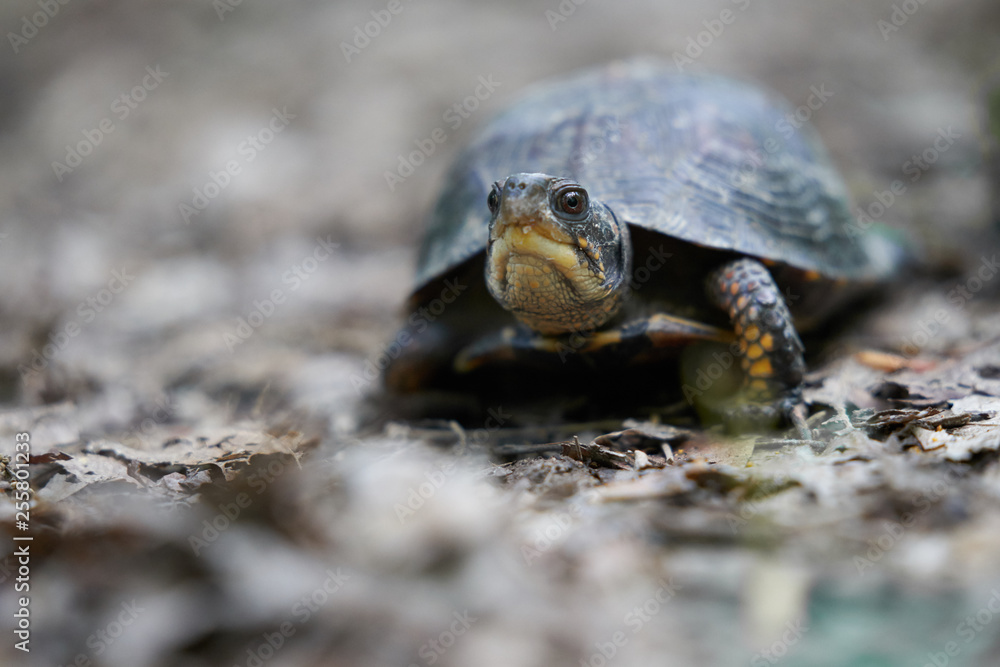 turtle on the run