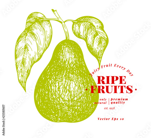 Pear with leaves. Hand drawn vector garden fruit illustration. Engraved style fruit. Retro botanical illustration.