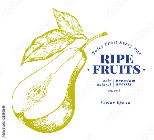 Pear with leaves. Hand drawn vector garden fruit illustration. Engraved style fruit. Retro botanical illustration.