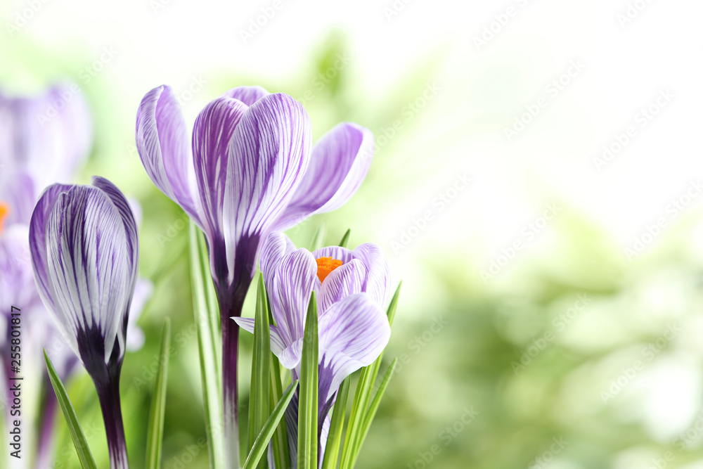 Beautiful spring crocus flowers on blurred background, space for text Beautiful spring crocus flowers on blurred background, space for text