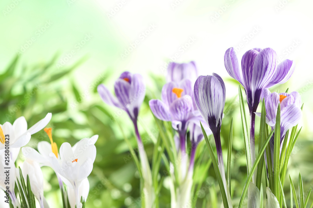 Naklejka premium Beautiful spring crocus flowers on blurred background, space for text