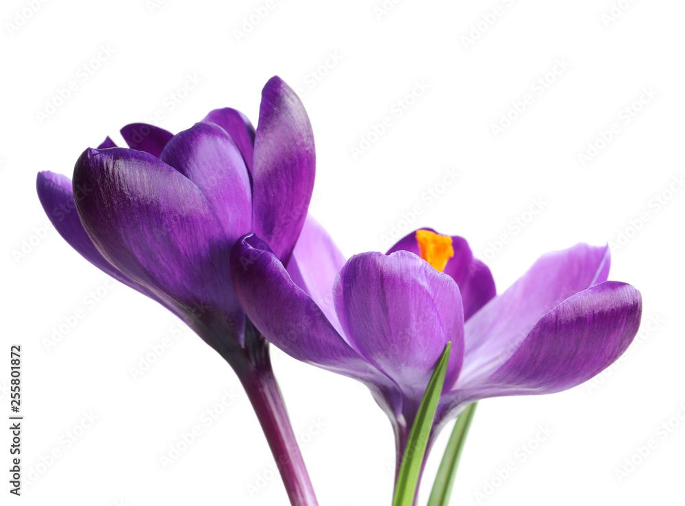 Beautiful spring crocus flowers on white background