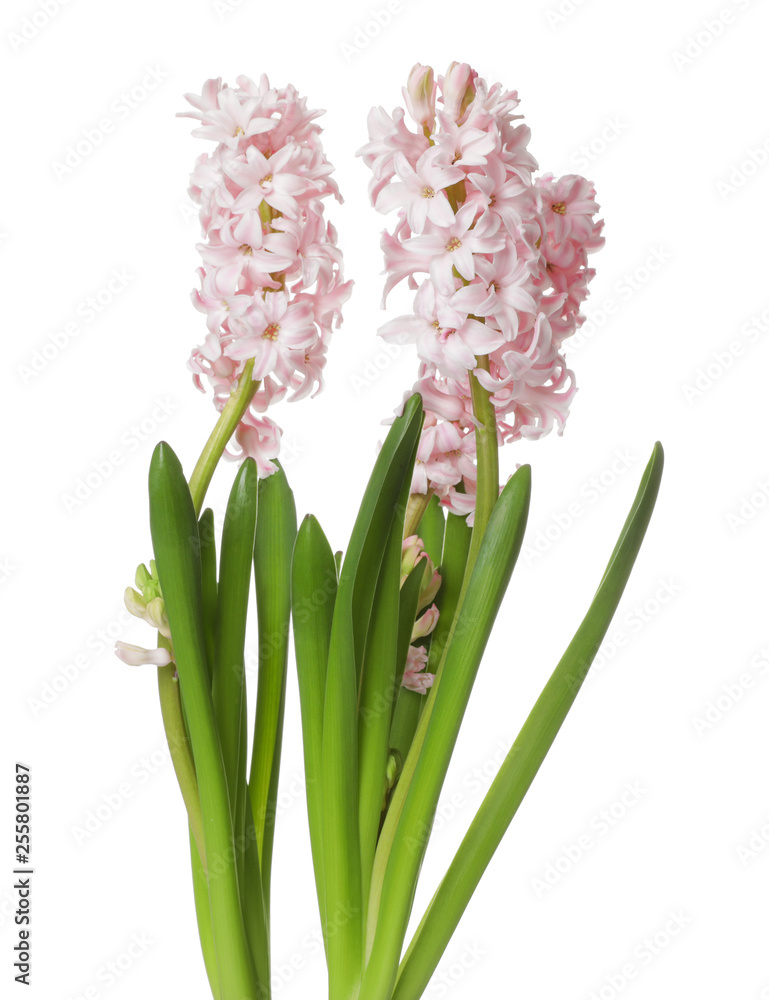 Fototapeta premium Beautiful spring hyacinth flowers isolated on white