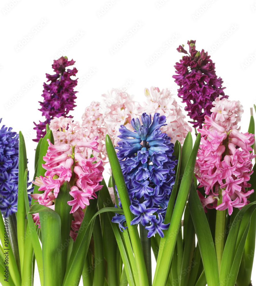 Beautiful spring hyacinth flowers on white background Beautiful spring hyacinth flowers on white background