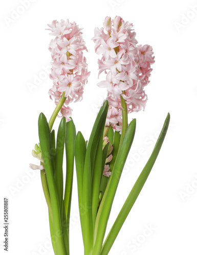 Beautiful spring hyacinth flowers isolated on white