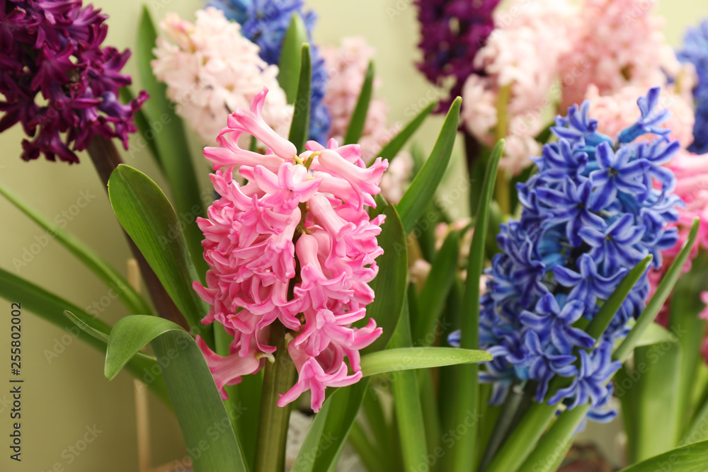 Obraz premium Beautiful spring hyacinth flowers with green leaves, closeup