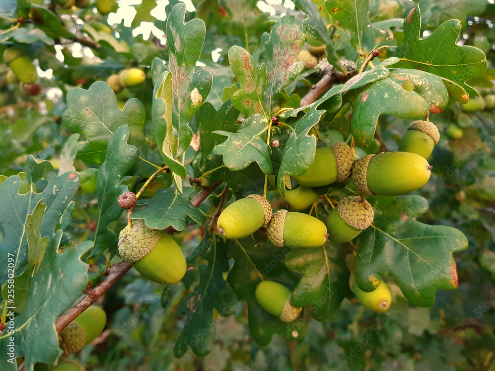 Obraz premium Viele Eicheln an Eiche