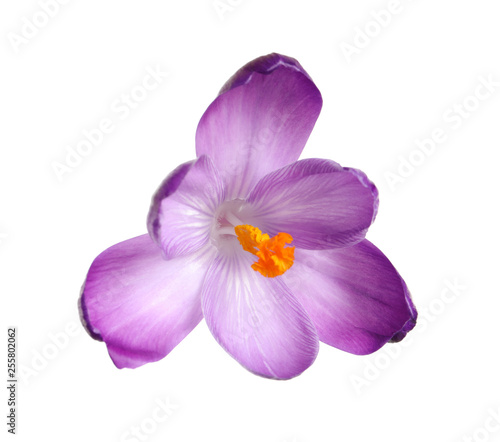 Beautiful spring crocus flower isolated on white © New Africa