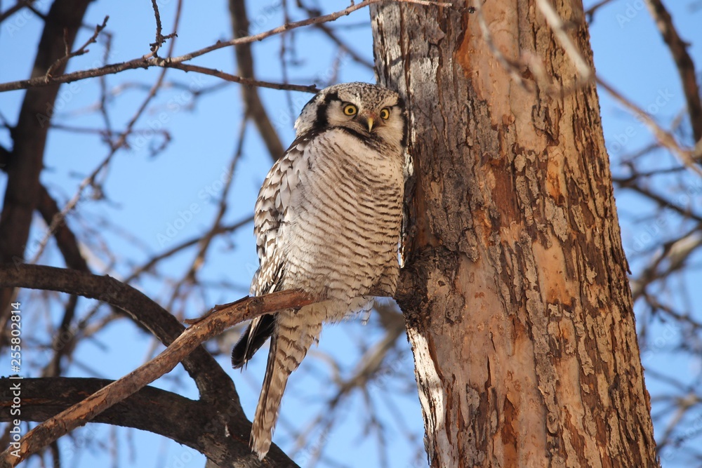 Obraz premium owl on the tree