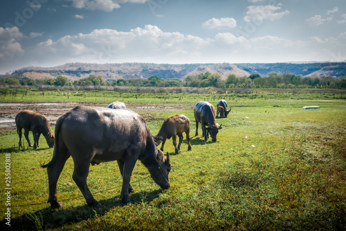Buffalo on the grass © piyaphun