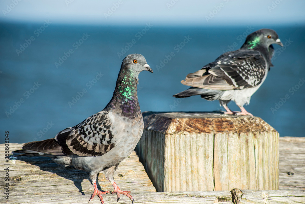 Pigeons flock around a pier on the ocean watching for food. Pigeons flock around a pier on the ocean watching for food.