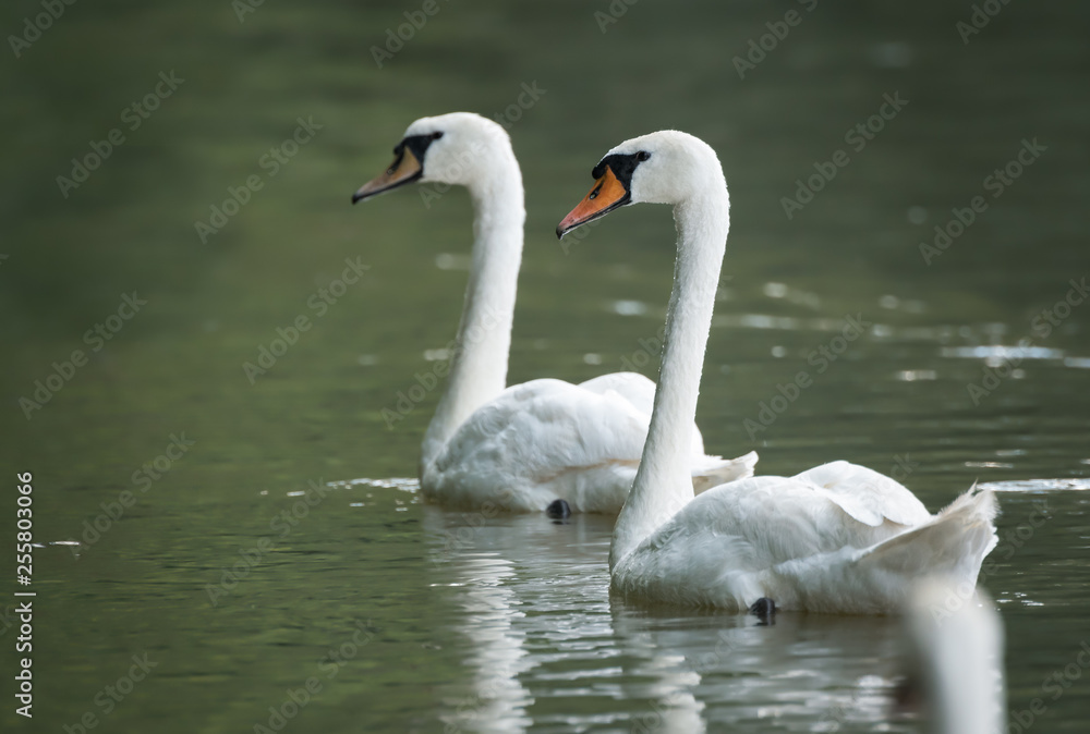 Zwei Schwäne schwimmen synchron im Wasser davon Zwei Schwäne schwimmen synchron im Wasser davon