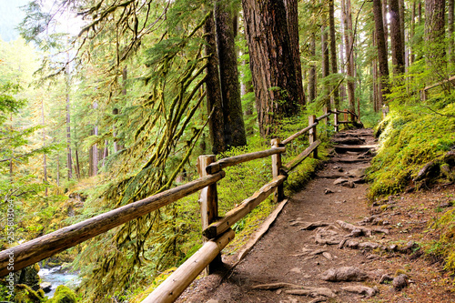 Fototapeta Naklejka Na Ścianę i Meble -  Trail with wooden fence through the old growth evergreen forests in Olympic National Park, Washington, USA