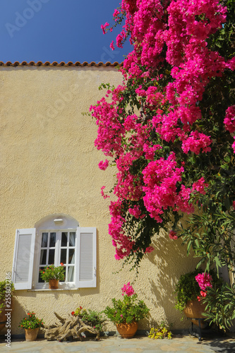 greek architecture  red bougainvillea blossom  Greece holidays